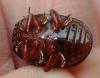 Chrysolina bankii